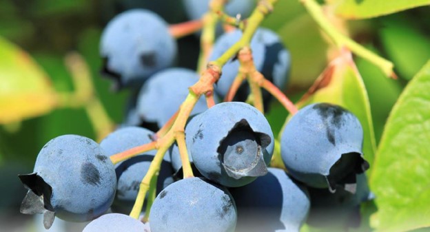 Third Chinese Blueberries Project