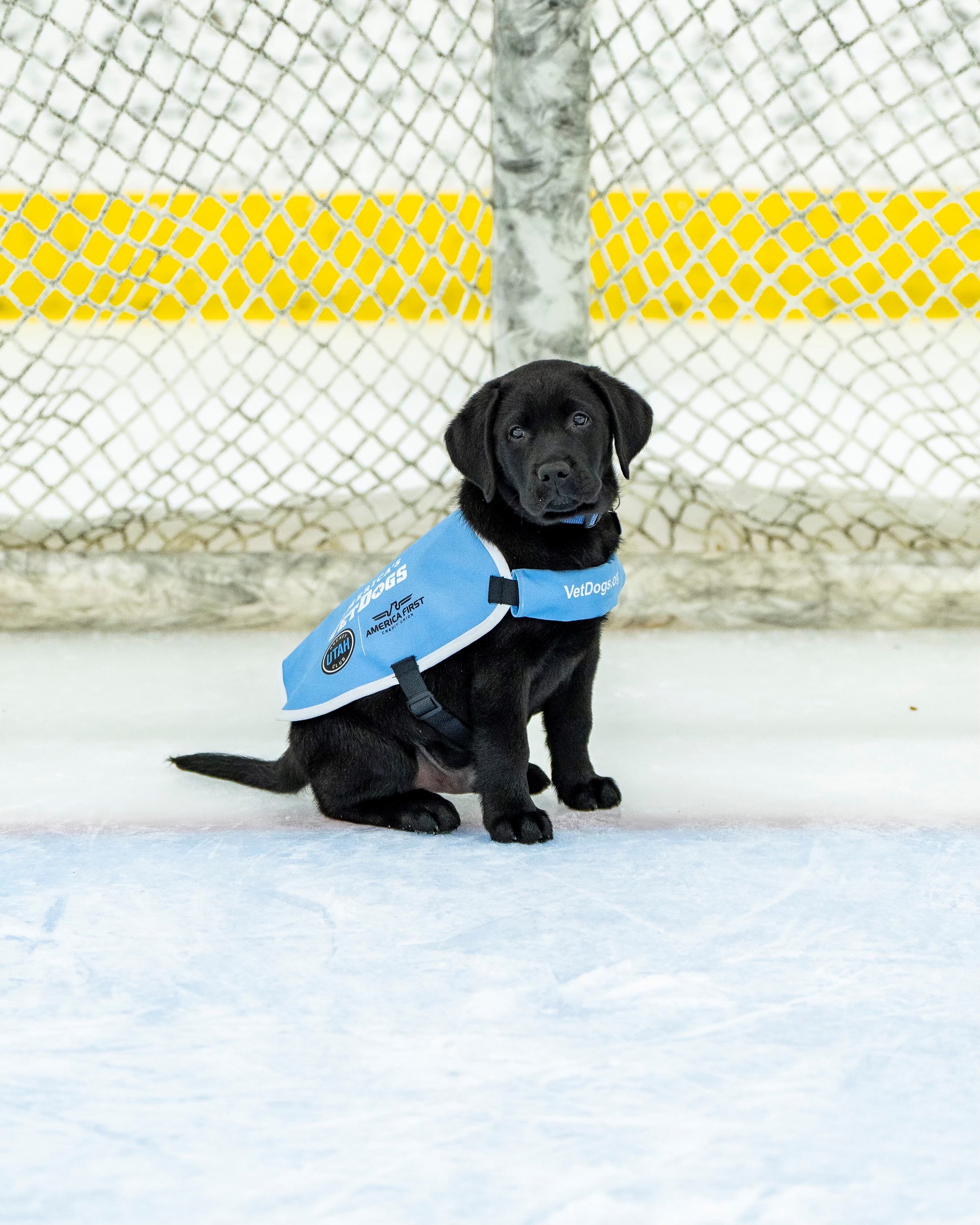 Archie, Utah Hockey Club's Puppy with a Purpose