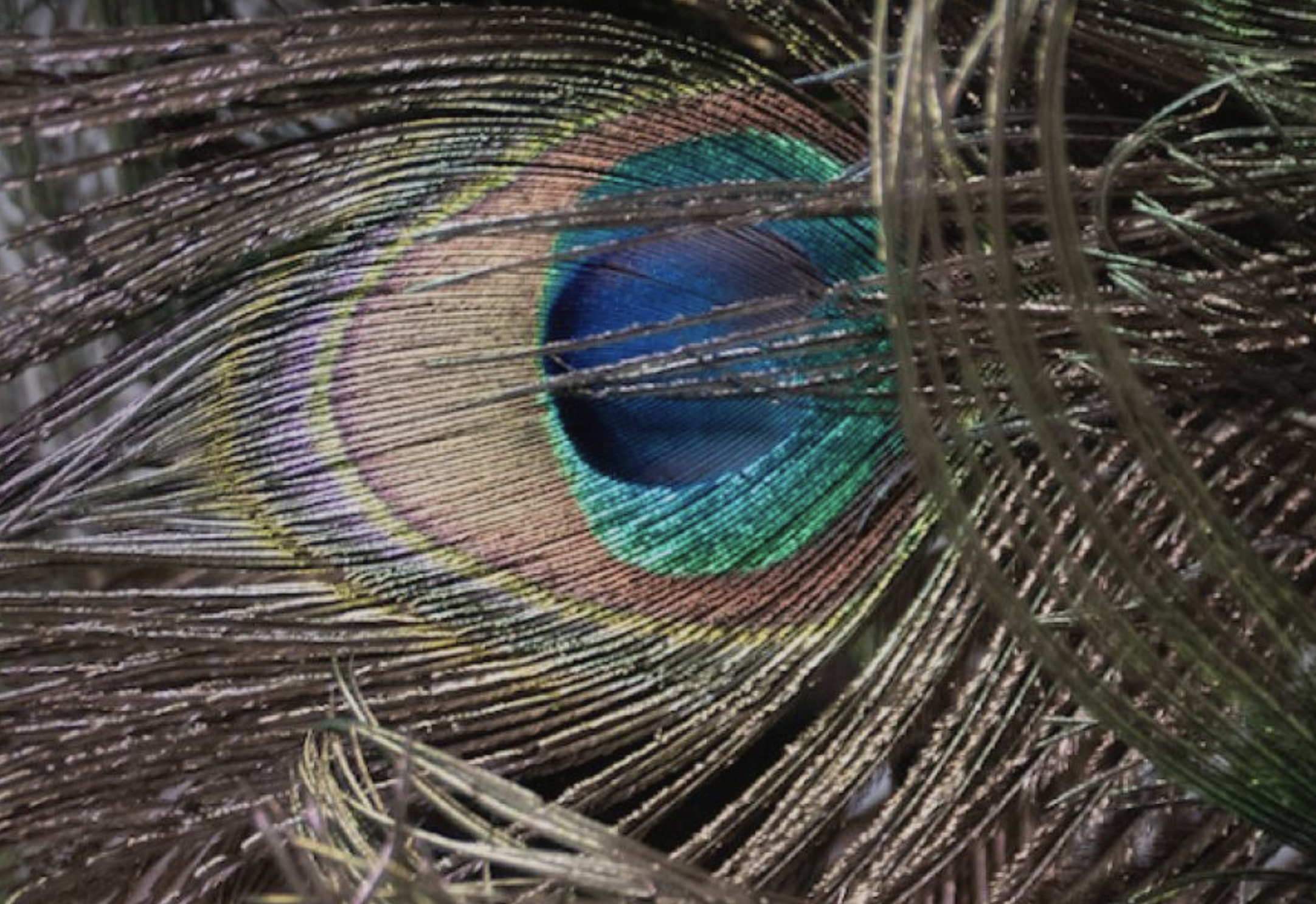 Peacock feathers.