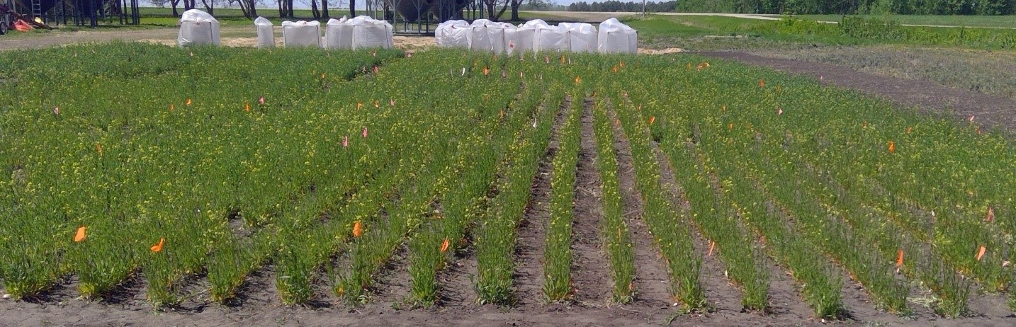 Yield10 Bioscience Winter Camelina Field Test