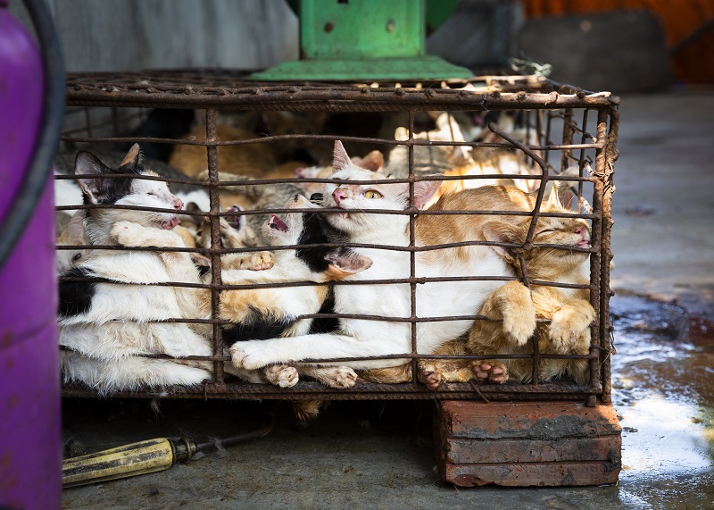 Wholesalers keep the cats crammed into small cages for several days until they have collected enough animals to cover the costs of transport. Cats are transported over hundreds of miles without water, food, and sufficient ventilation to the slaughterhouses scattered throughout Vietnam.

Copyright: © FOUR PAWS