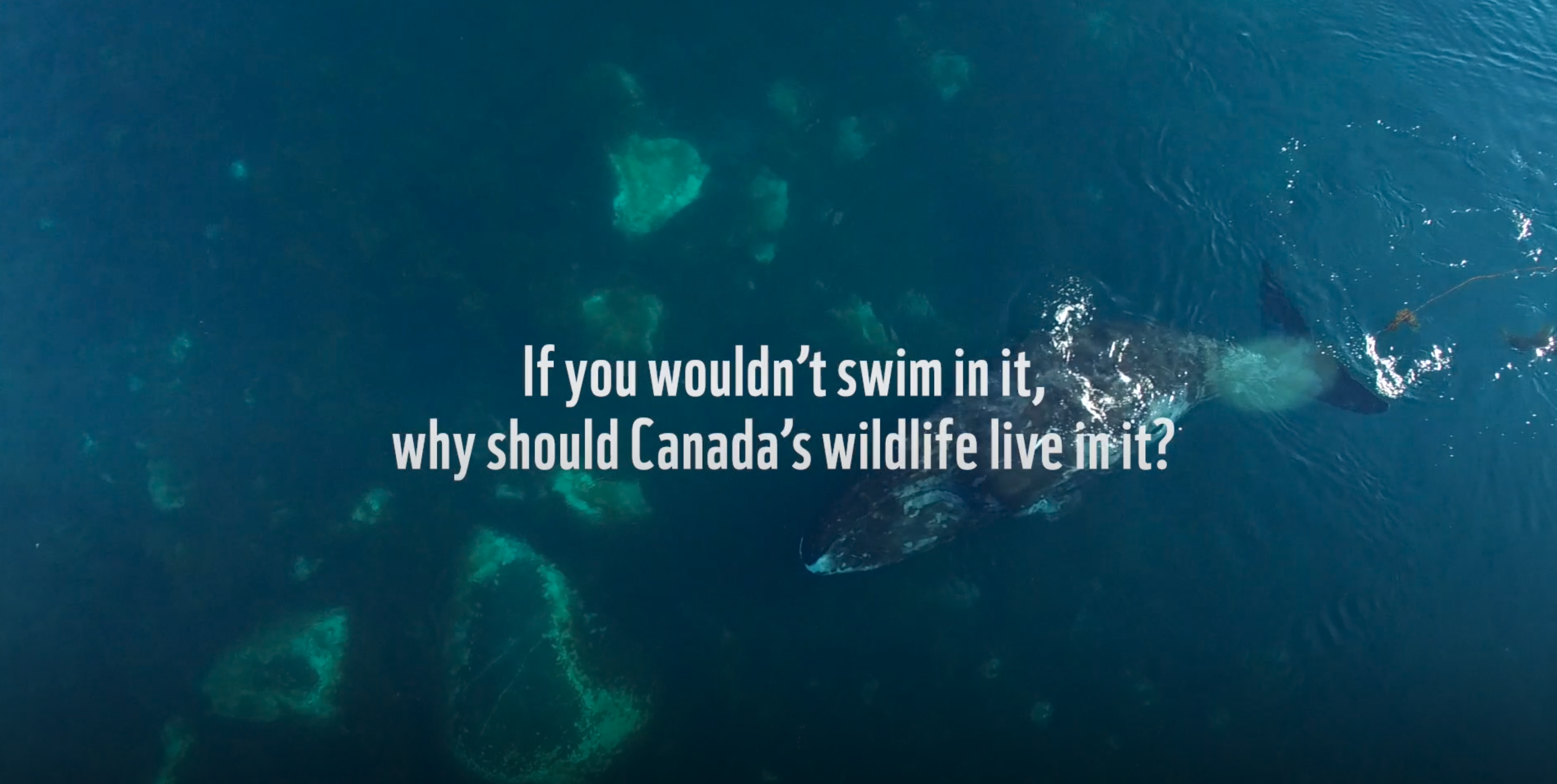 WWF-Canada's "Dirty Pool" video shows why dumping and marine protection don't mix. 