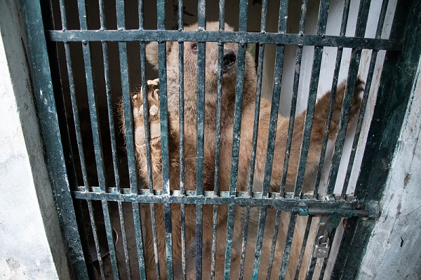 One of two bears kept in poor conditions at the Marghazar Zoo in Islamabad.

Copyright: © FOUR PAWS

