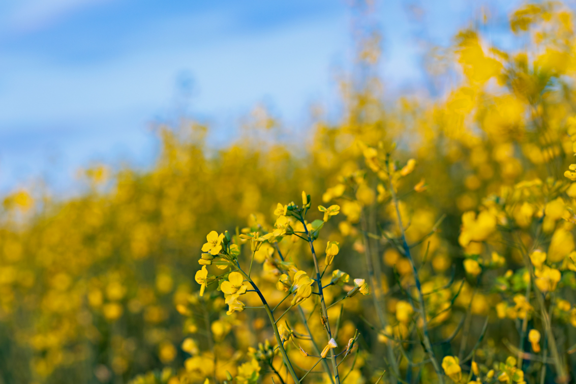 Chef de file en matière d’innovation dans le domaine de l’azote destiné à l’agriculture, PivotBio annonce son expansion au Canada