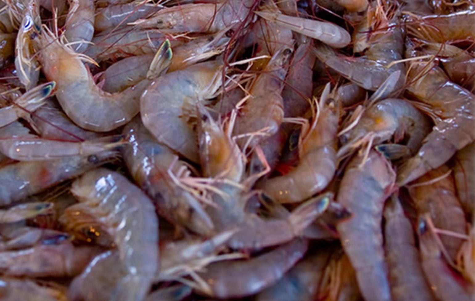 Commercially Caught Wild American Shrimp From Gulf Of