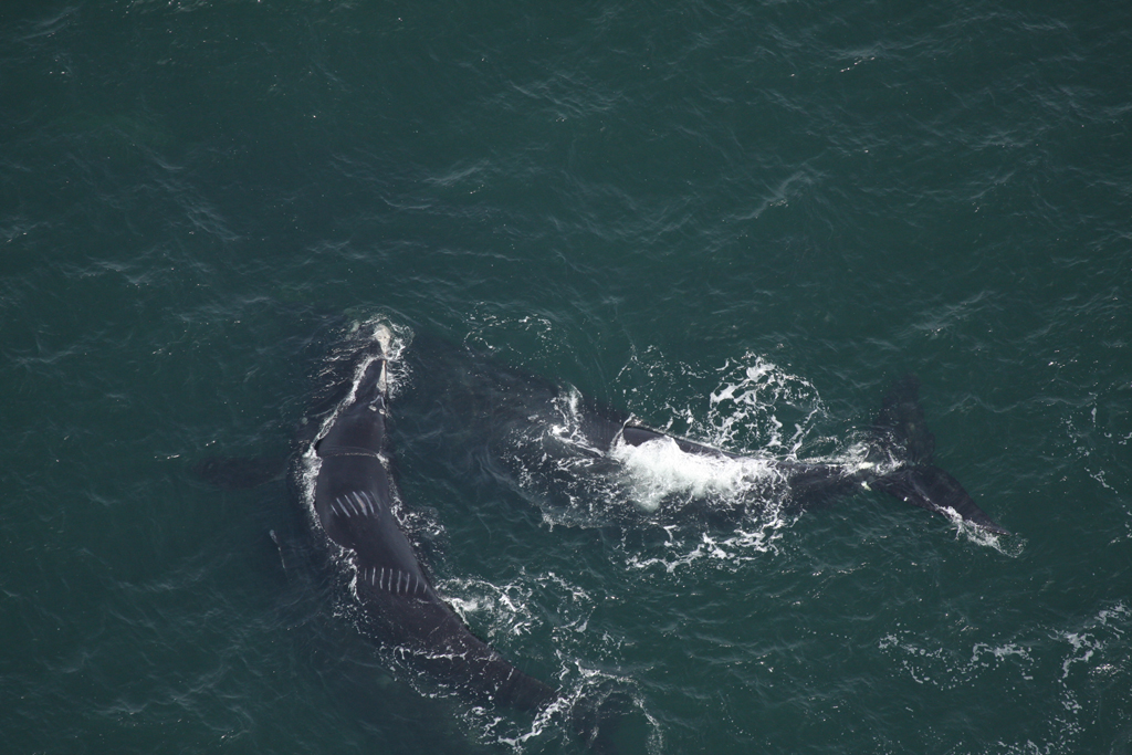 whale with propeller scar