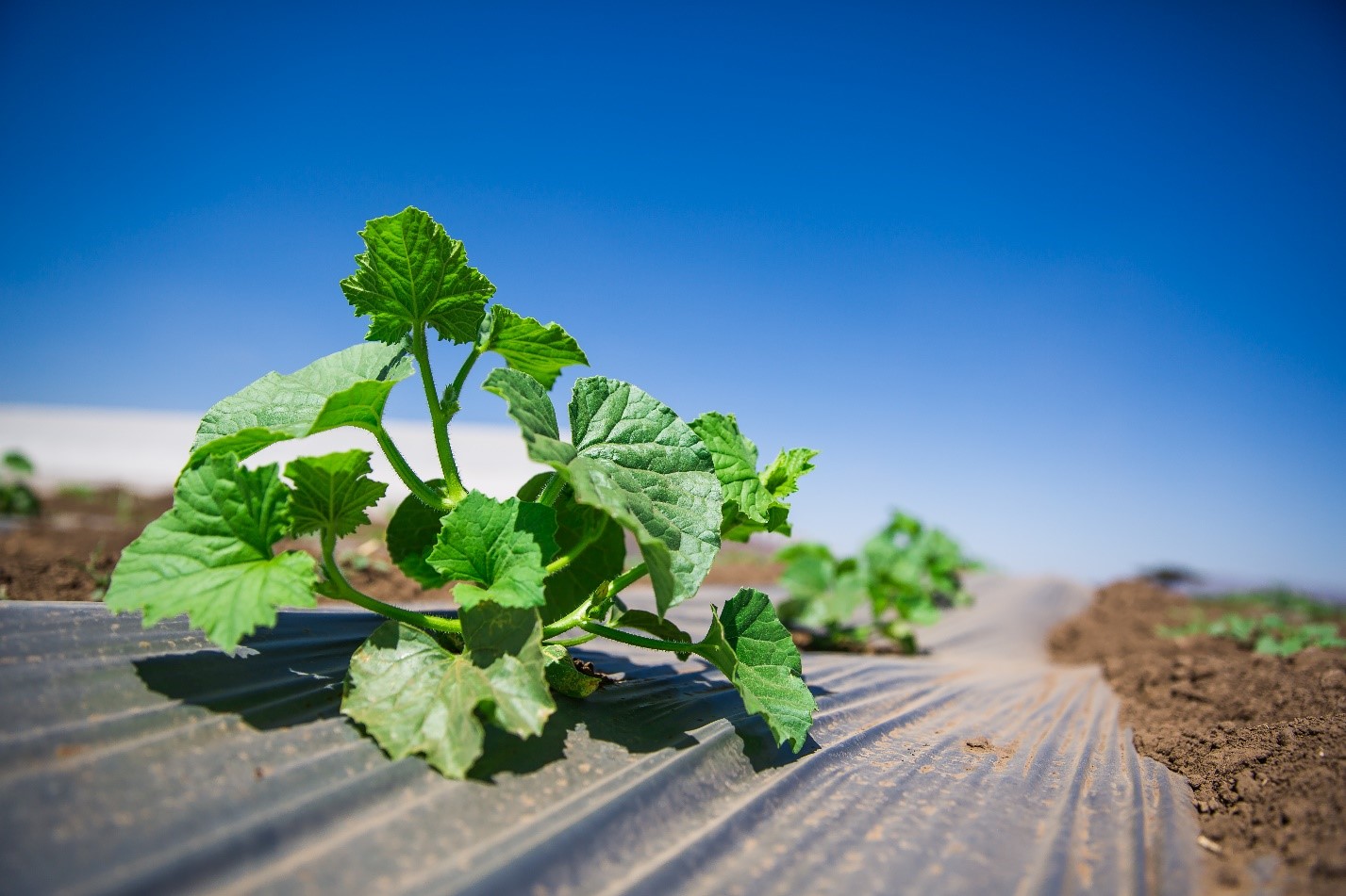 Open Field Irrigation