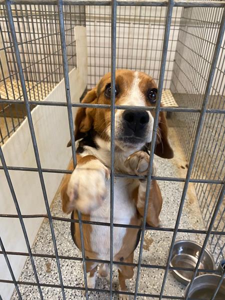 Beagle held in a small metal cage begging for love at former animal testing lab shut down by Beagle Freedom Project