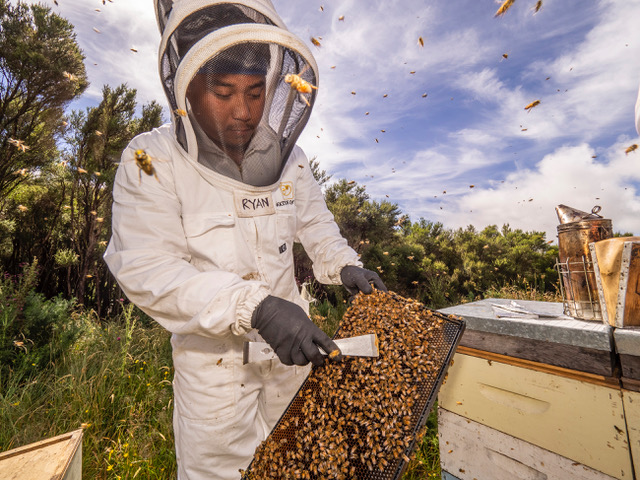 The Watson family in rural Wairarapa founded Watson & Son.  It is now 100 percent owned by Ngāi Tahu, which is the principal indigenous Māori tribe of the South Island of New Zealand. When it says it is 100 percent traceable, it means Oha can trace its Manuka honey back to its source hive.

