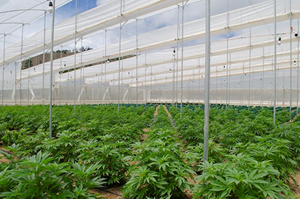 Software Effective Solutions’ Medcana Subsidiaries Launch Construction Proceedings for Multiple Greenhouse Operations in Colombia