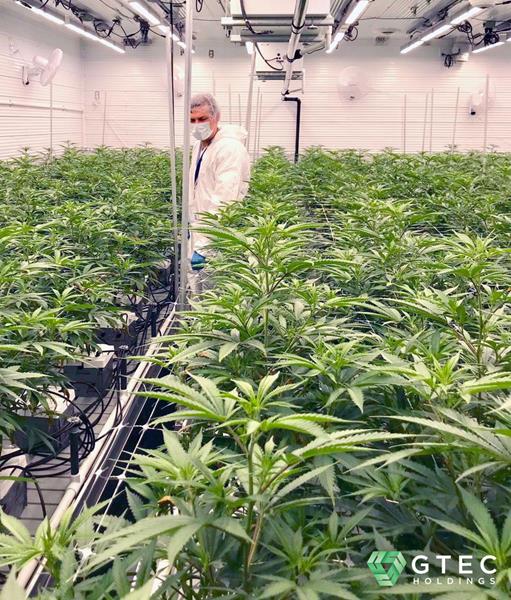 Cold Creek Kush being harvested at GTEC’s Alberta Craft Cannabis facility