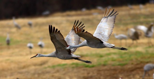 Over 14,000 Sandhill Cranes along with several pairs of Whooping Cranes spend the winter each year at Wheeler National Wildlife Refuge in Decatur, Ala.