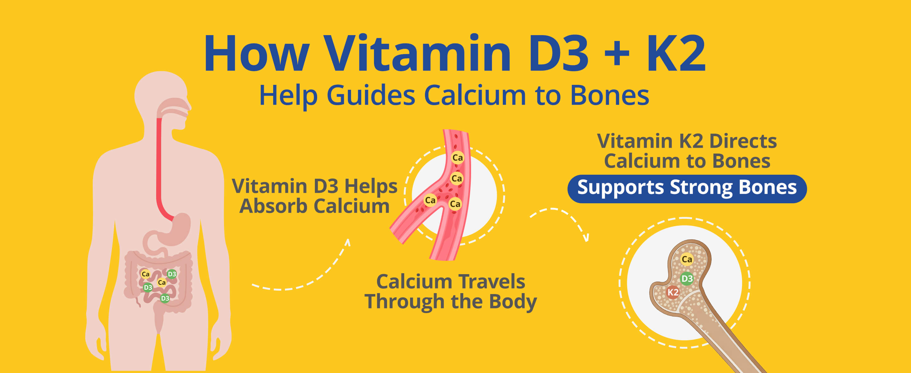 Vitamin D3 K2 Supplement softgels with sunflower seed oil delivery system supporting nutrient absorption.
