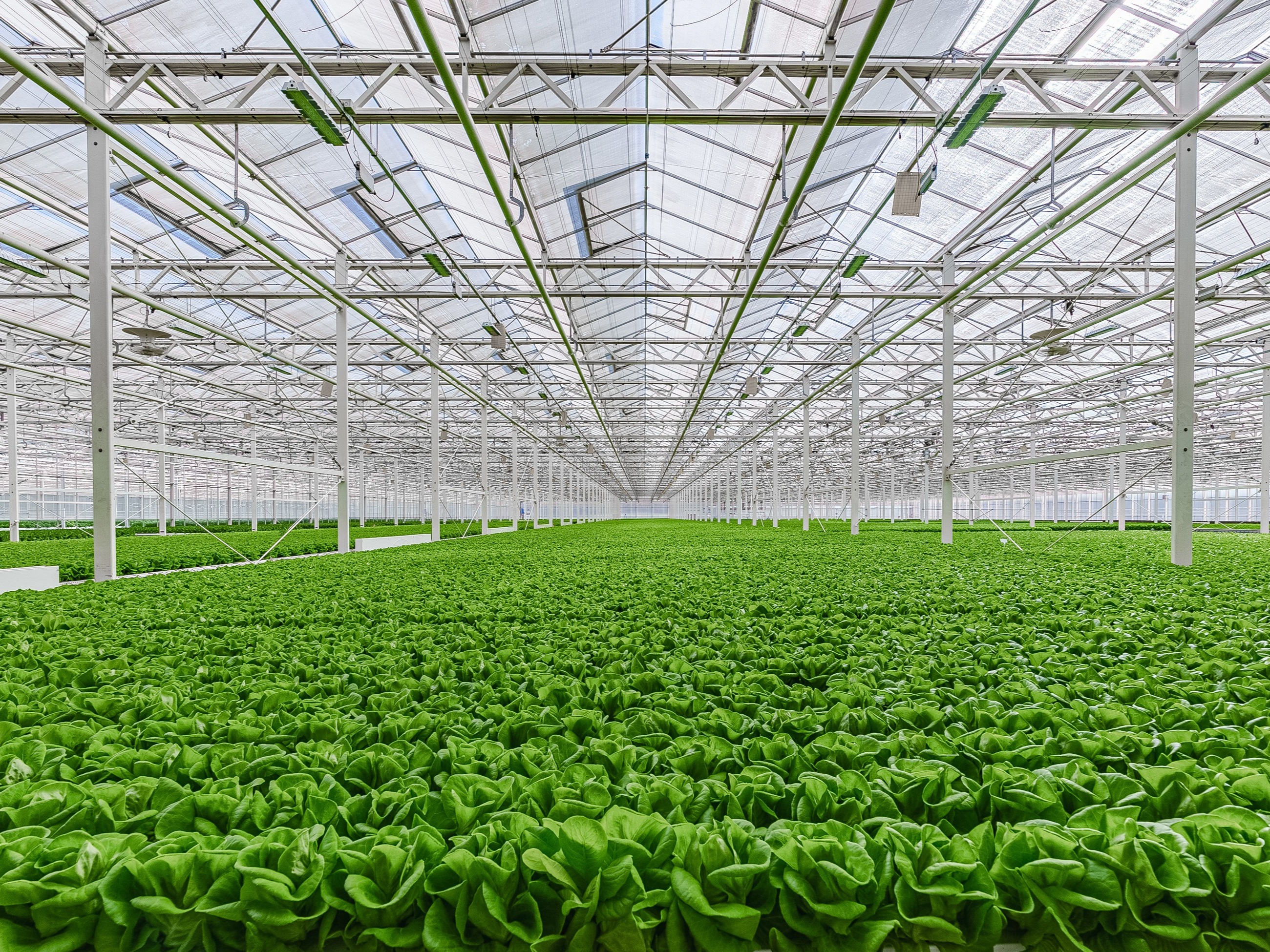 Gotham Greens opens second greenhouse in rapidly redeveloping