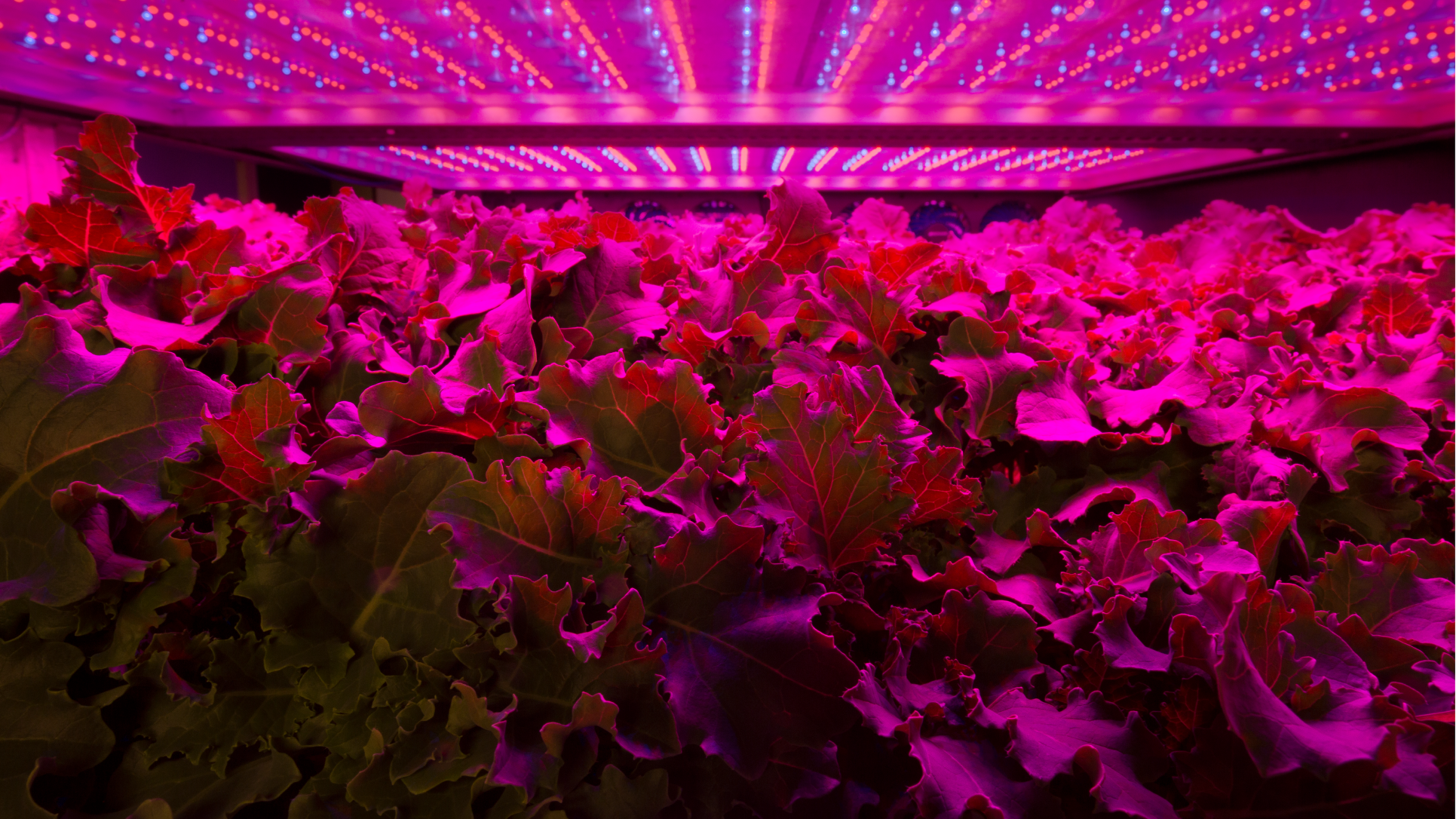 AeroFarms Indoor Growing Systems