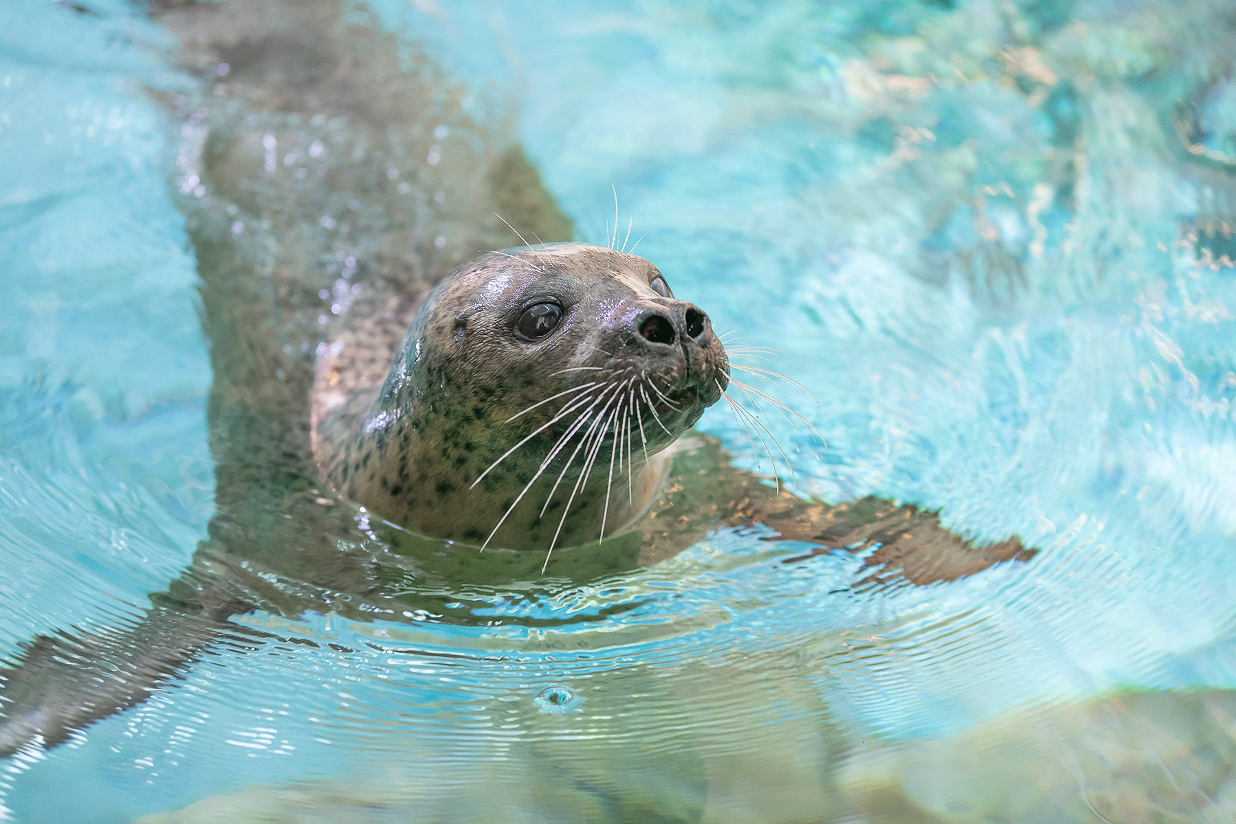 Transformative New Seal Habitat PInniped Cove Debuts