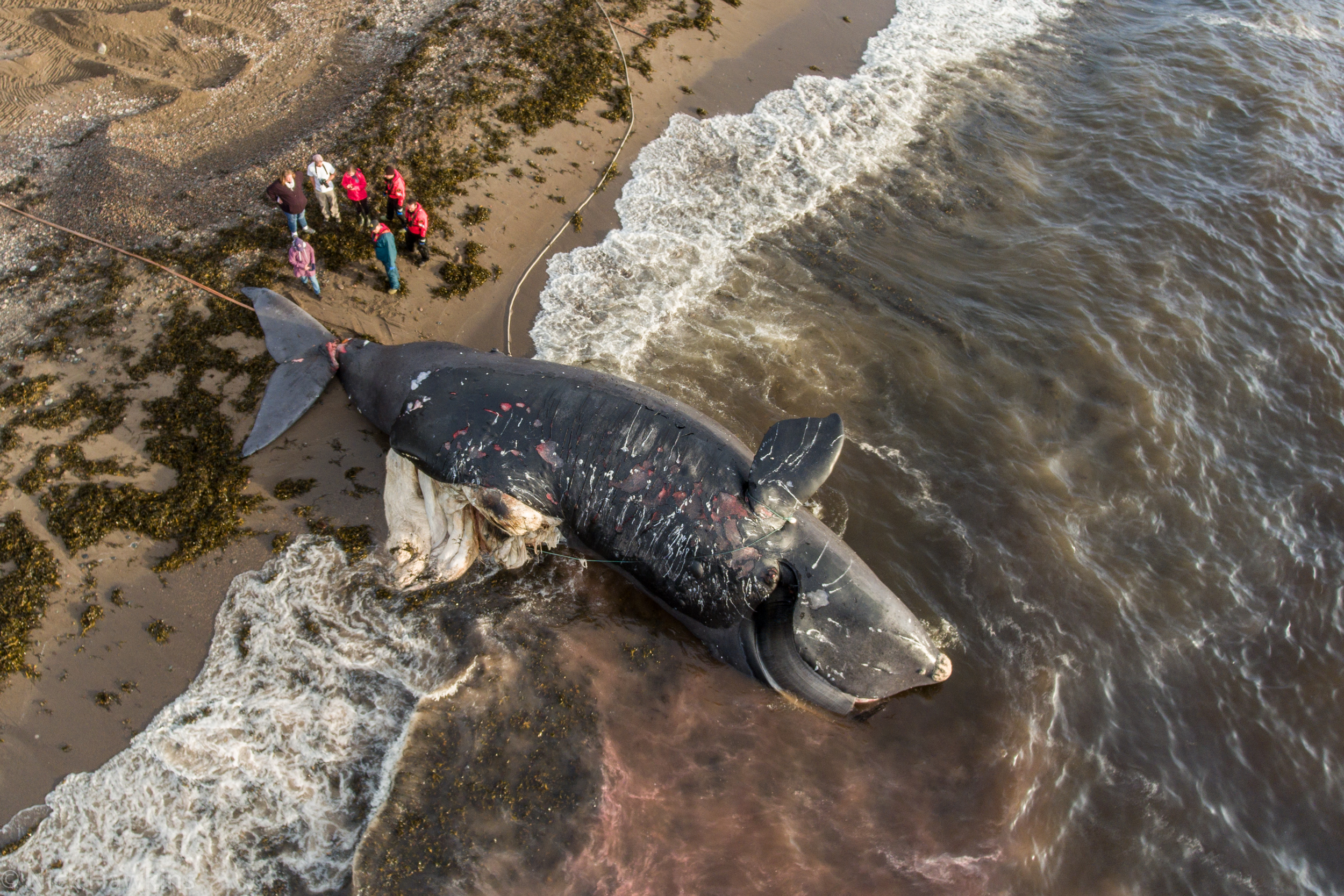 Right whale necropsy