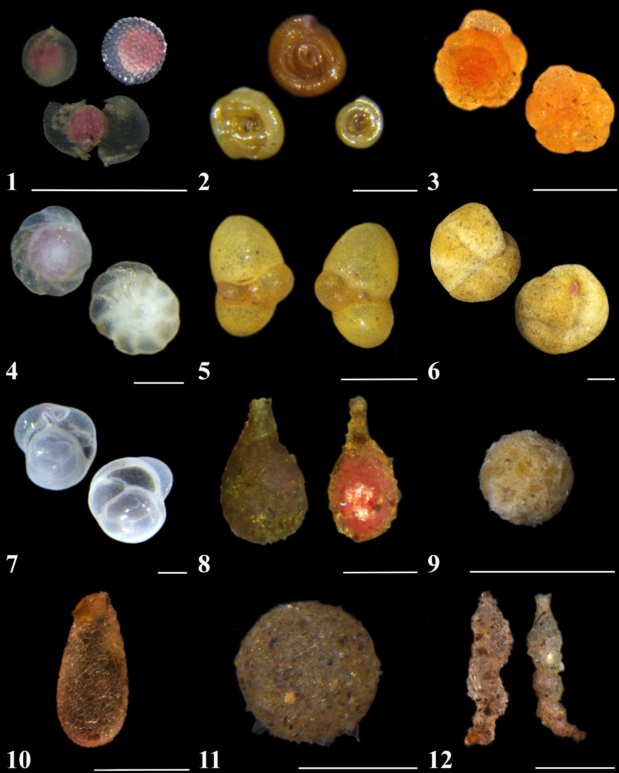 Foraminifera from the NORI-D area