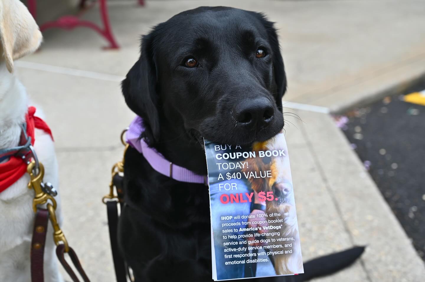 Long Island IHOP Restaurants Support America’s VetDogs  in Celebration of Military Appreciation Month