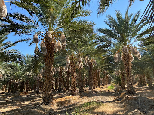 Joolies Enters 2026–27 Season With 50% More Fruit Amid Continued Retail and Category Growth