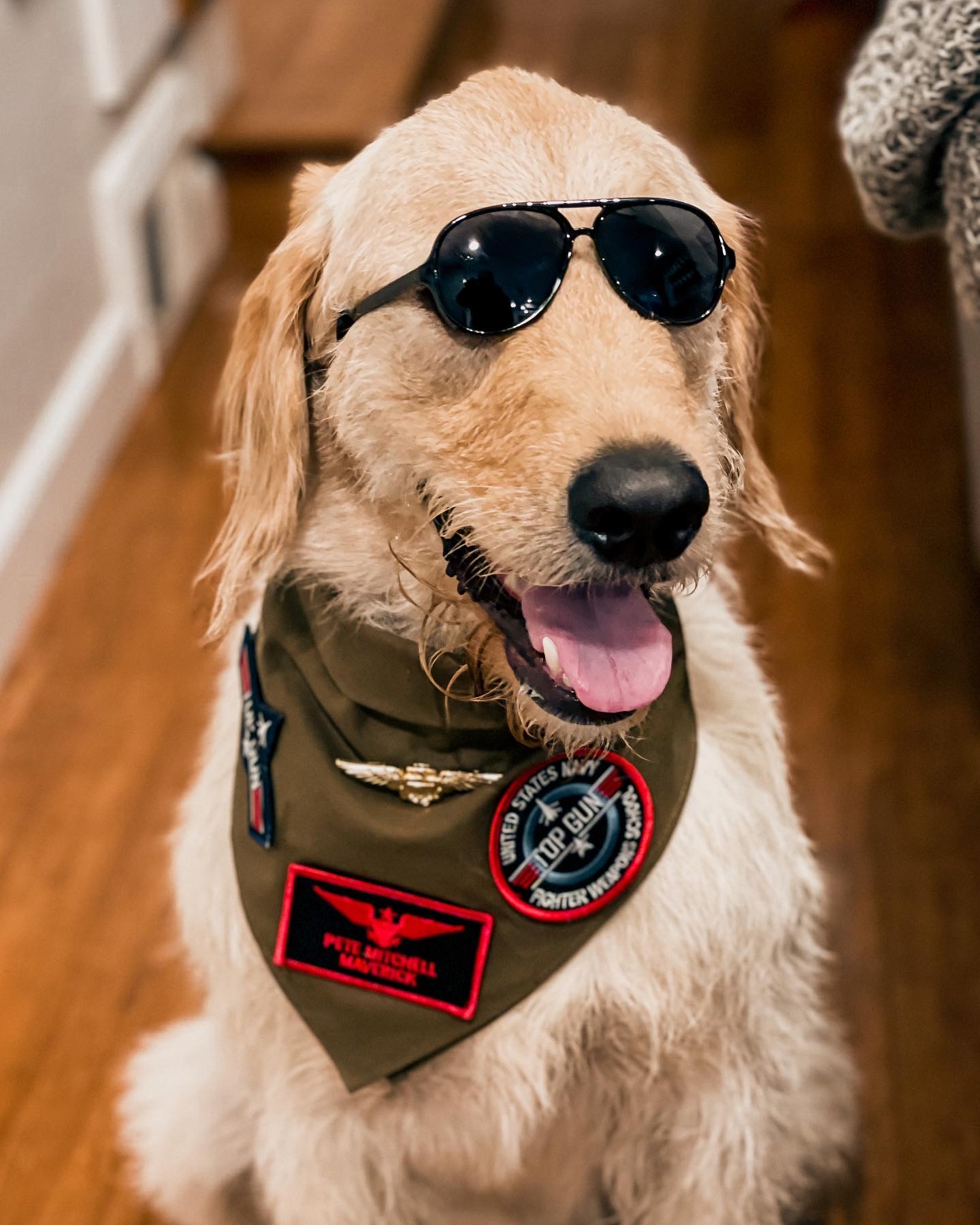 Maverick is paws-itively ready for takeoff as Pete ‘Maverick’ Mitchell from Top Gun. He’s sporting a flight “bandana-suit” featuring his Top Gun badge and official Navy wings, accessorized with classic aviator sunglasses.