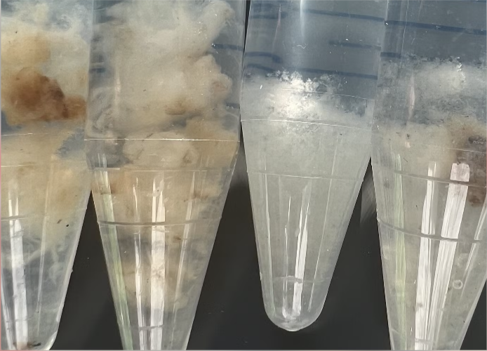 Lab-grown cotton in culture media