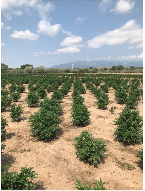 2018 Hemp Harvest, Butte Valley Farm in Walsenburg, Colorado 