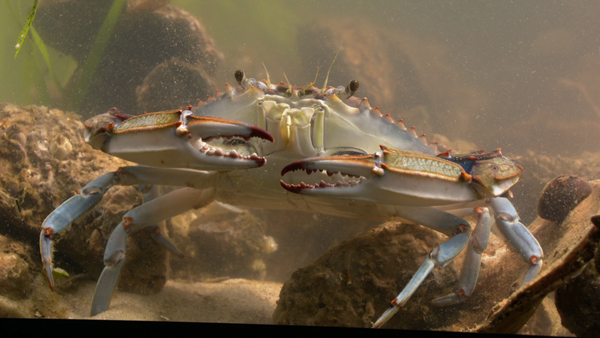 Close-up view of a blue crab from the new MPT documentary Creatures of the Chesapeake. The half-hour special uses macro photography to provide a rare, up-close look at some of the bay’s most iconic and unusual species. 