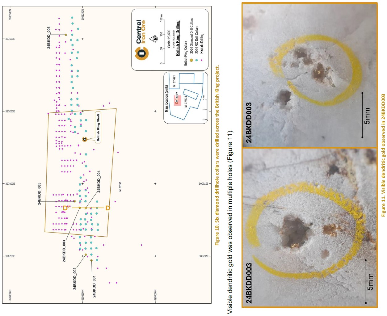 Figure 10. Six diamond drillhole collars were drilled across the British King project; Figure 11. Visible dendritic gold observed in 24BKDD003