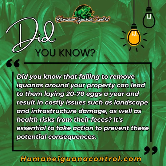 Remove Iguanas Safely