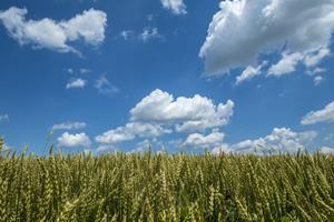 Densely packed grain filled wheat stands against a blue sky background with scattered white clouds