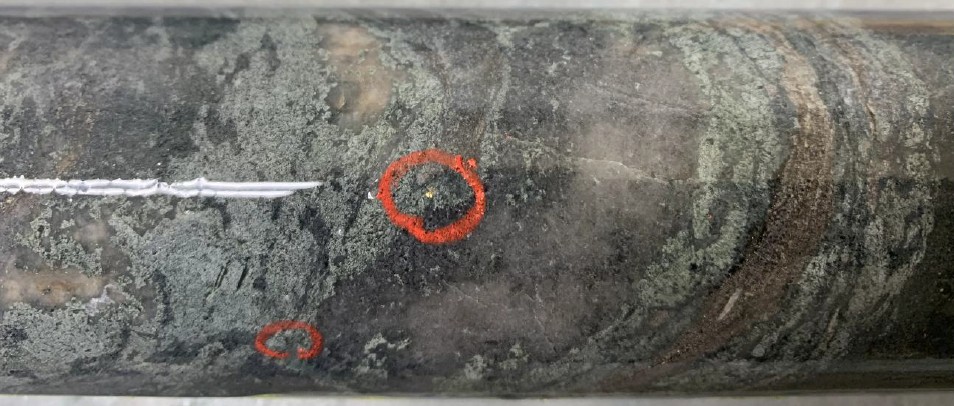 FIGURE 2. Multiple instances of visible gold in hole WRL-25-036 associated with quartz-diopside veining. Drill core is NQ (47.6 mm) diameter. image
