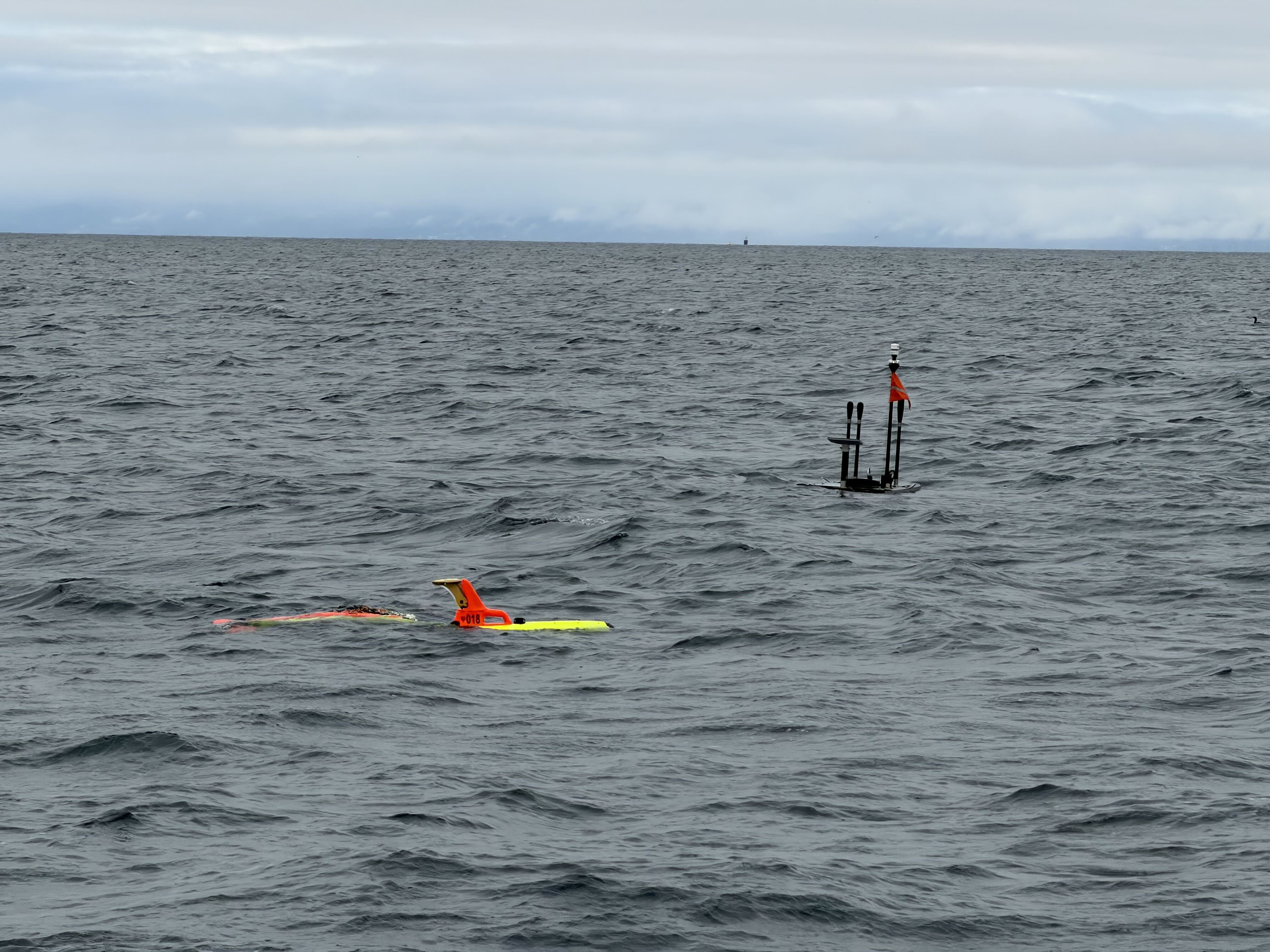 LANTERNFISH 2026