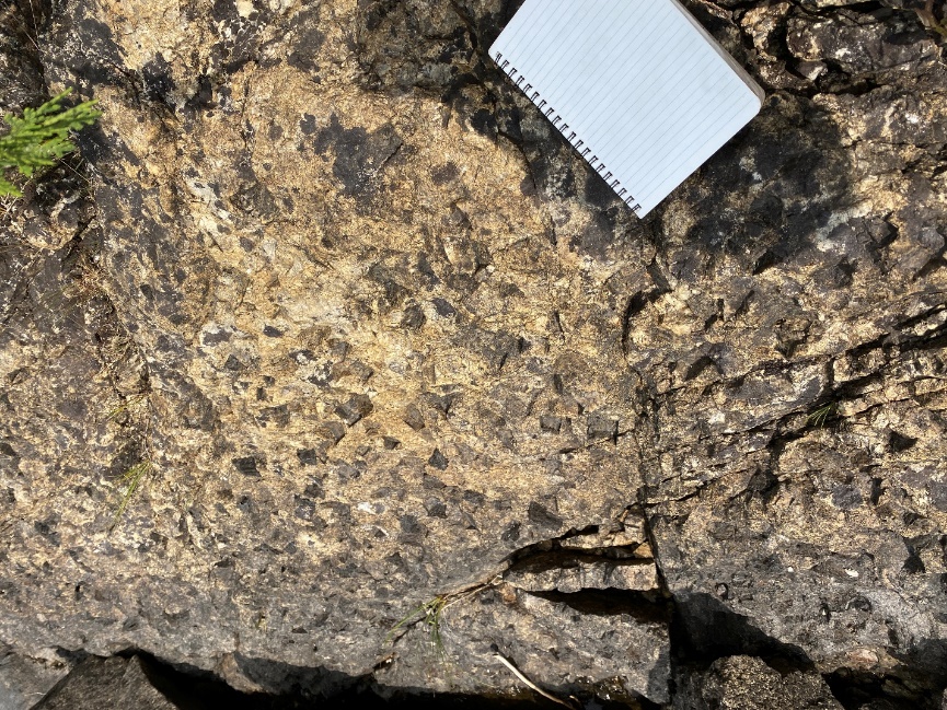 Coarse-grained muscovite books border zone of Riches spodumene pegmatite, Parks Lake peninsula. Georgina Properties. Location AR-23-348.