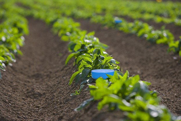 Smart Irrigation - Blueberries 