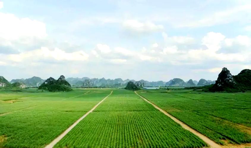 Guangxi Sugarcane Planting Base