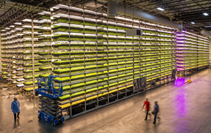 AeroFarms corporate headquarters in Newark, New Jersey, where leafy greens are grown using proprietary LED algorithms and aeroponic technology, a closed loop system that mists the roots of the plants with targeted nutrients, water, and oxygen.
