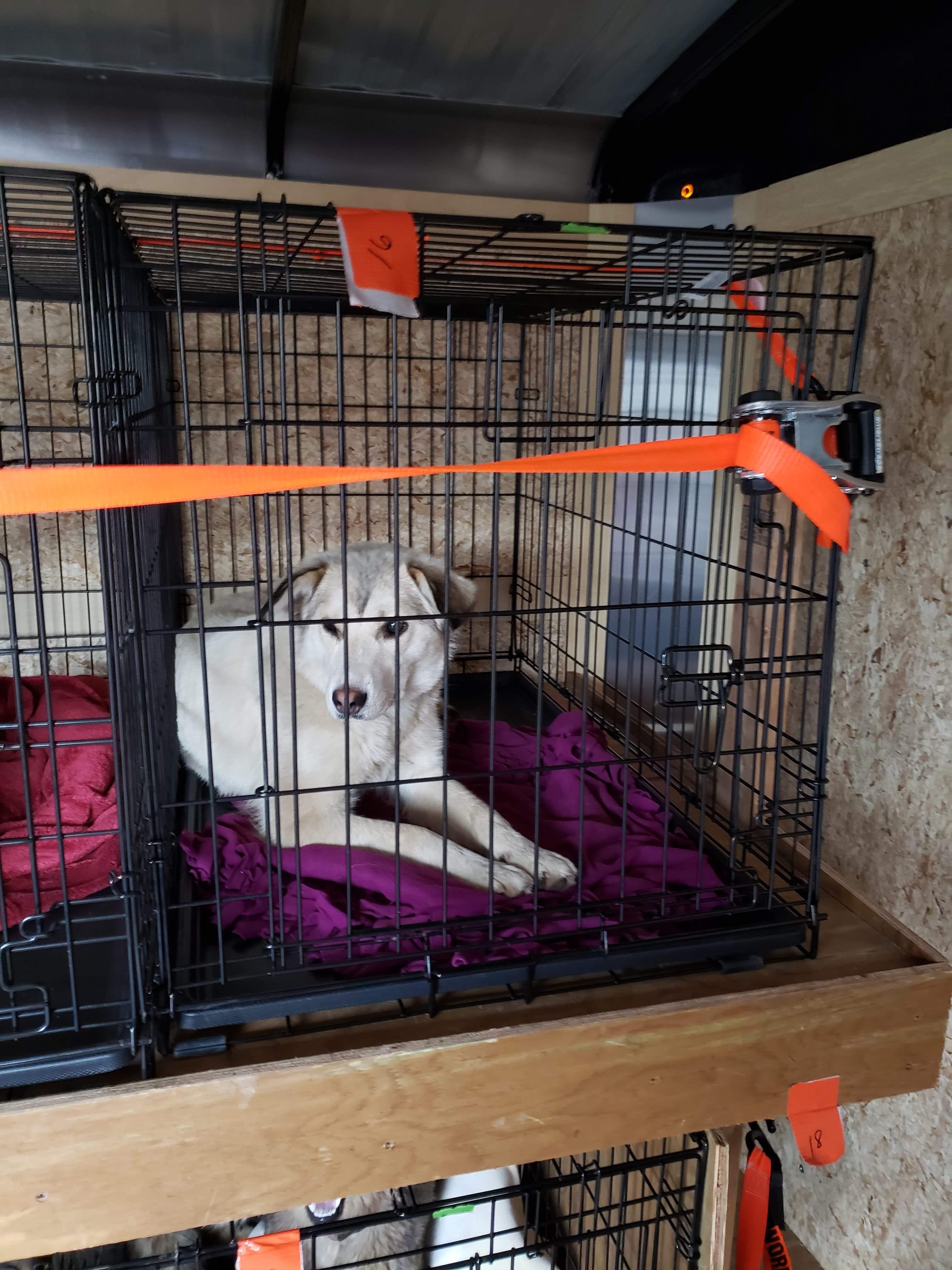 June 5 dog transfer - dog2