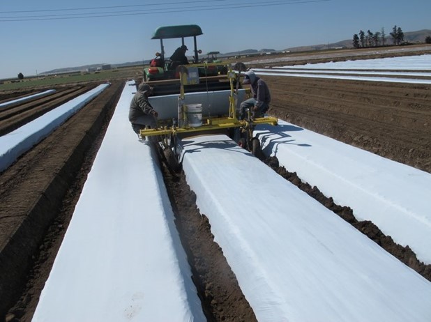 White Plastic Mulch 