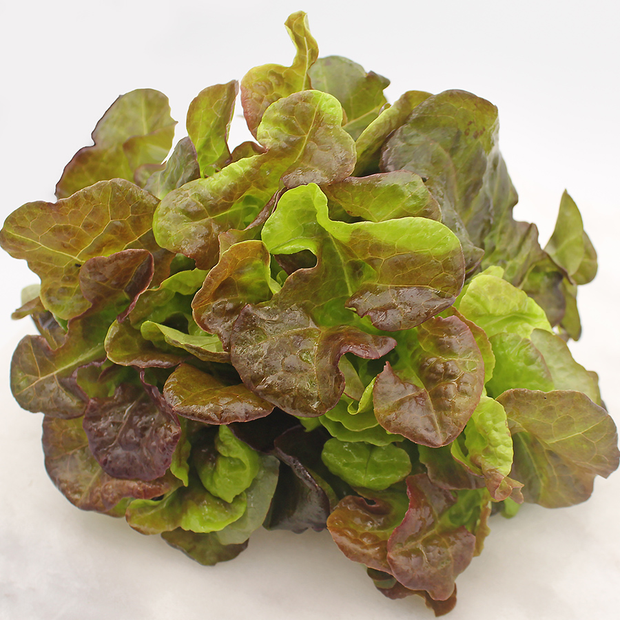 Red Oak Lettuce