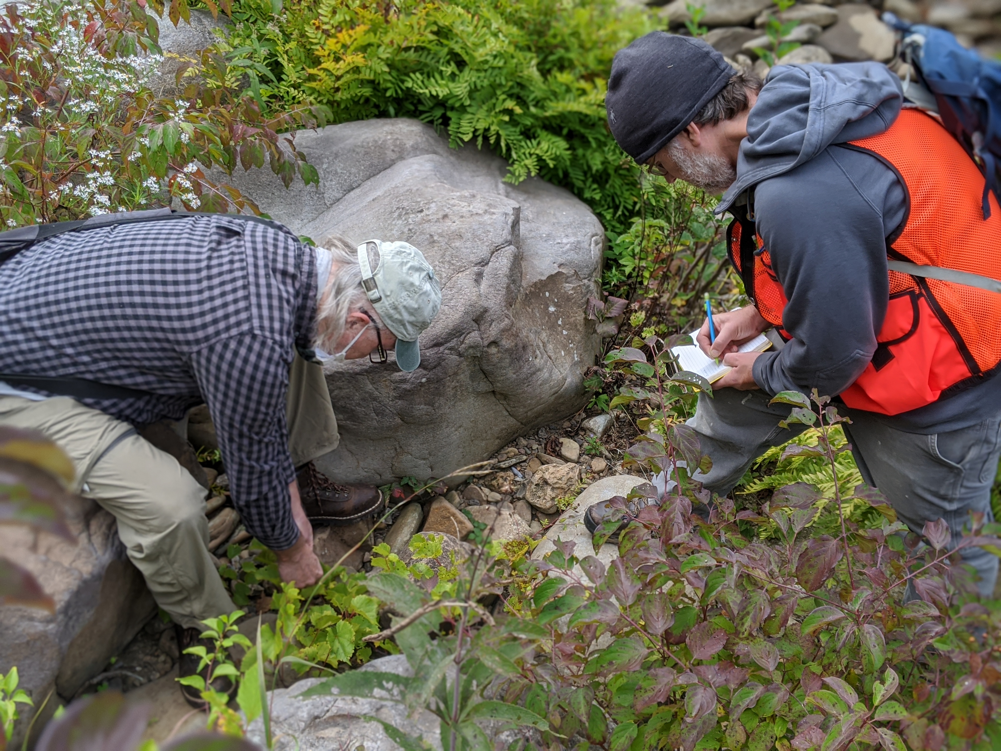 Pennsylvania Natural Heritage Program botanist Steve Grund and ecologist Christopher Tracey document an occurrence of rock grape (Vitis rupestris) along the Youghiogheny River in Fayette County, Pennsylvania. Photo credit should be given to Sarah Pears (volunteer).