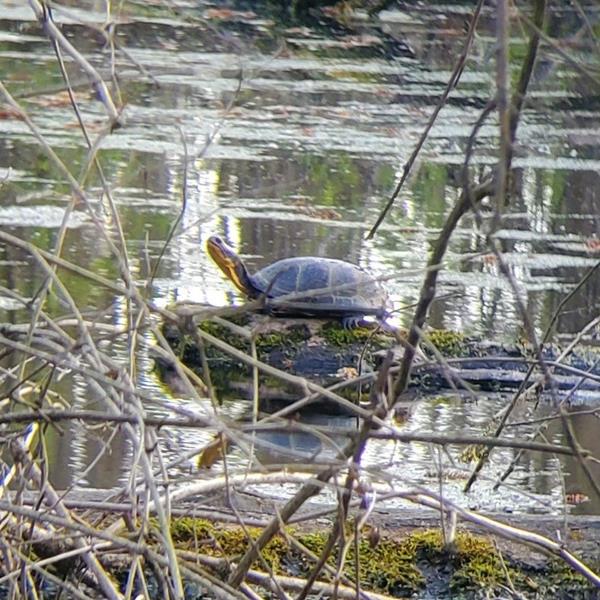 WETLAND-DEPENDENT WILDLIFE: Blanding's turtles were already assessed as threatened when the Endangered Species Act took effect in 2008, and have remained on the list ever since.