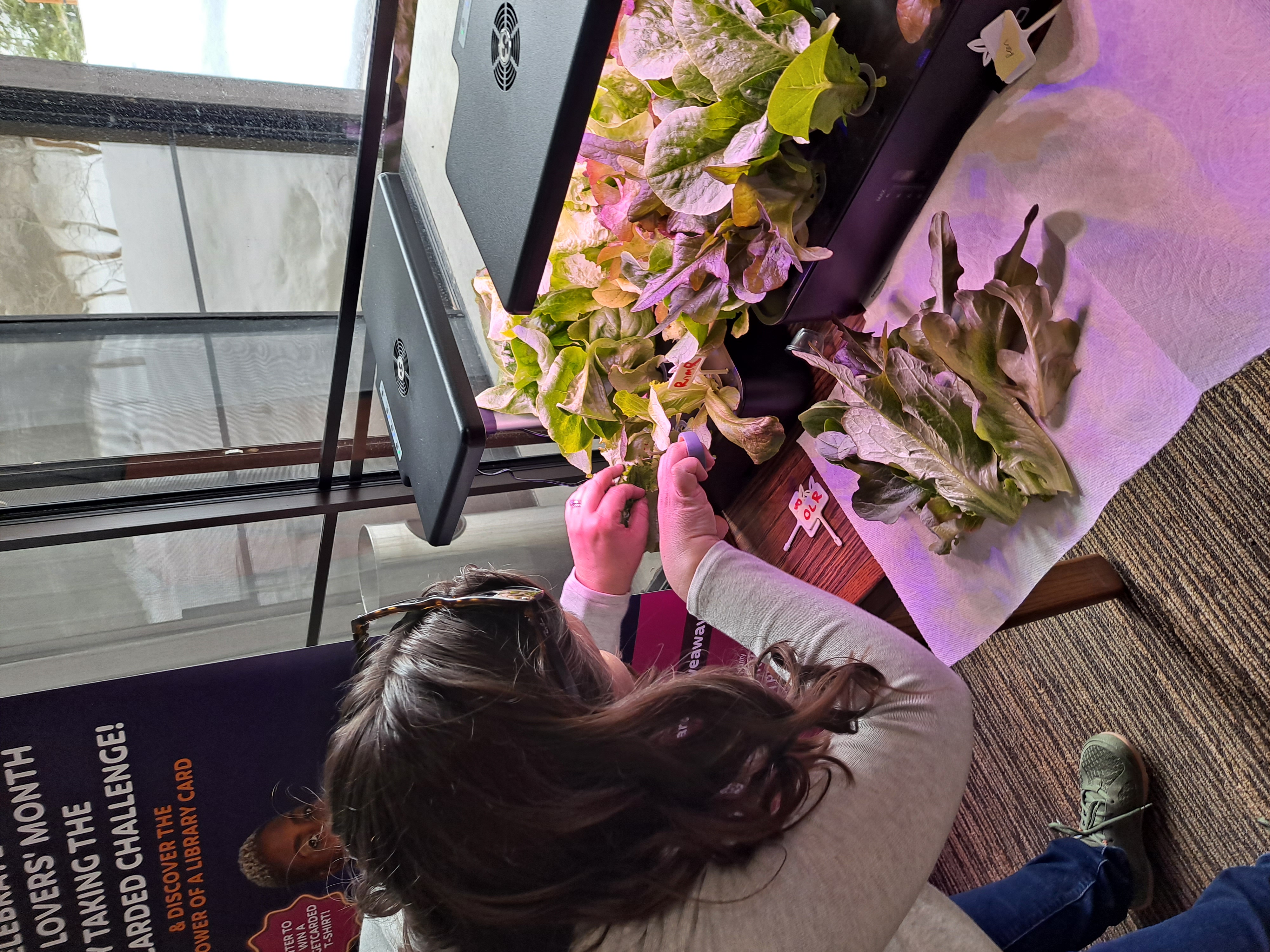Hydroponic gardening at Las Vegas-Clark County Libraries