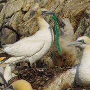 Seabirds and plastic