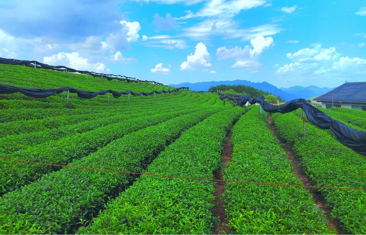 A high-quality tea production base for matcha in Tongren City, Guizhou Province.