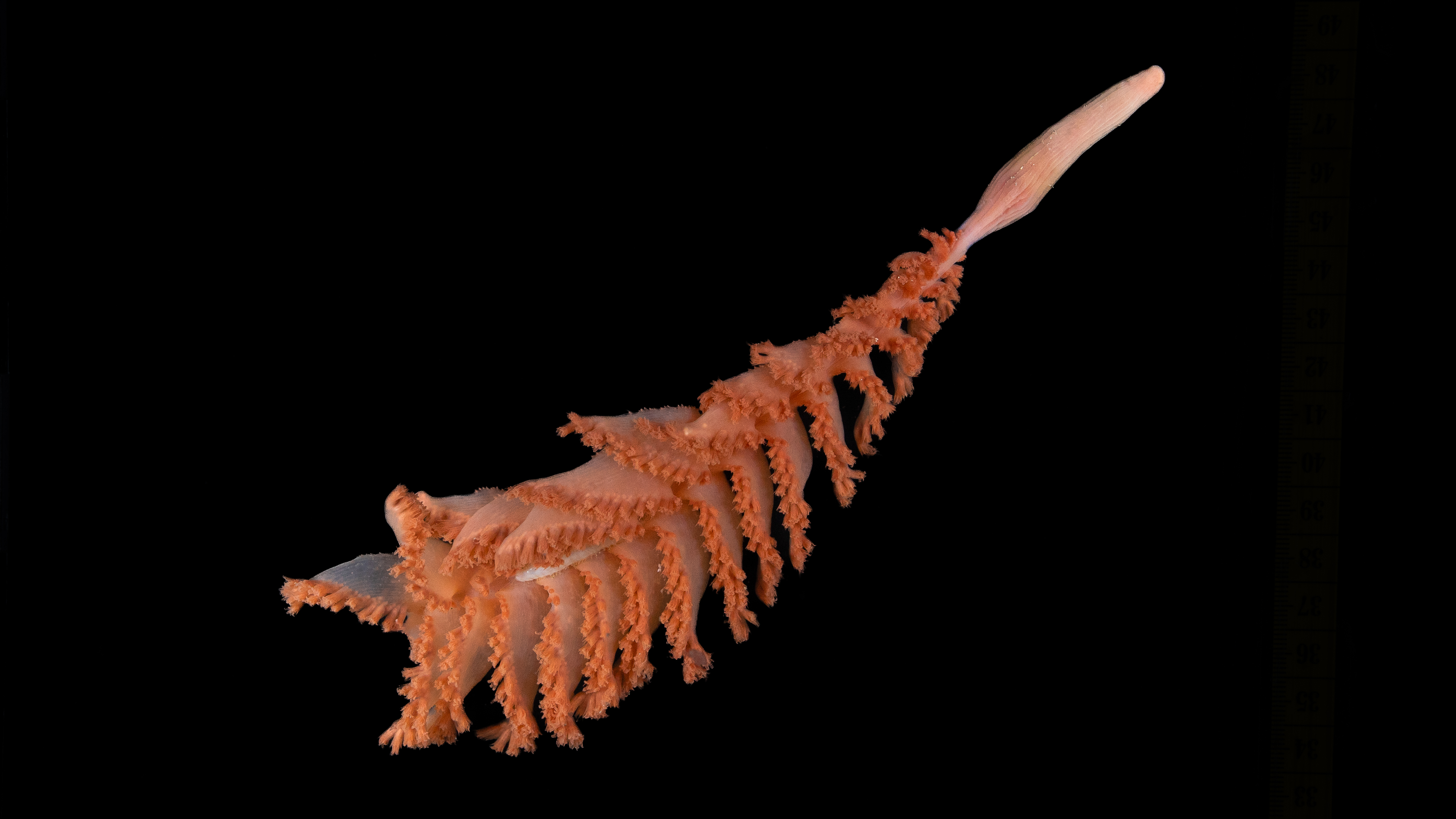 Discovered at 805m on Mystery Ridge in the South Sandwich Islands, this elegant sea pen is a striking addition to Antarctic biodiversity. Unlike reef-building corals that cling to rock, the majority of sea pens act like trees of the soft-bottomed deep sea, using a muscular bulb to anchor themselves in the sediment. Each colony is a cooperative of specialised polyps: some act as biological pumps to keep the structure upright, while others filter-feed from the passing current. Identified by Dr Raissa Hogan during the 2025 expedition in partnership with Schmidt Ocean Institute, this specimen is currently undergoing genetic analysis to confirm its exact evolutionary lineage. This discovery is dedicated to the memory of the late Dr Gary Williams, a legend of sea pen taxonomy. By bringing this species to light, Ocean Census honors his immense legacy and the generations of specialists whose foundational work makes modern discoveries like this possible.