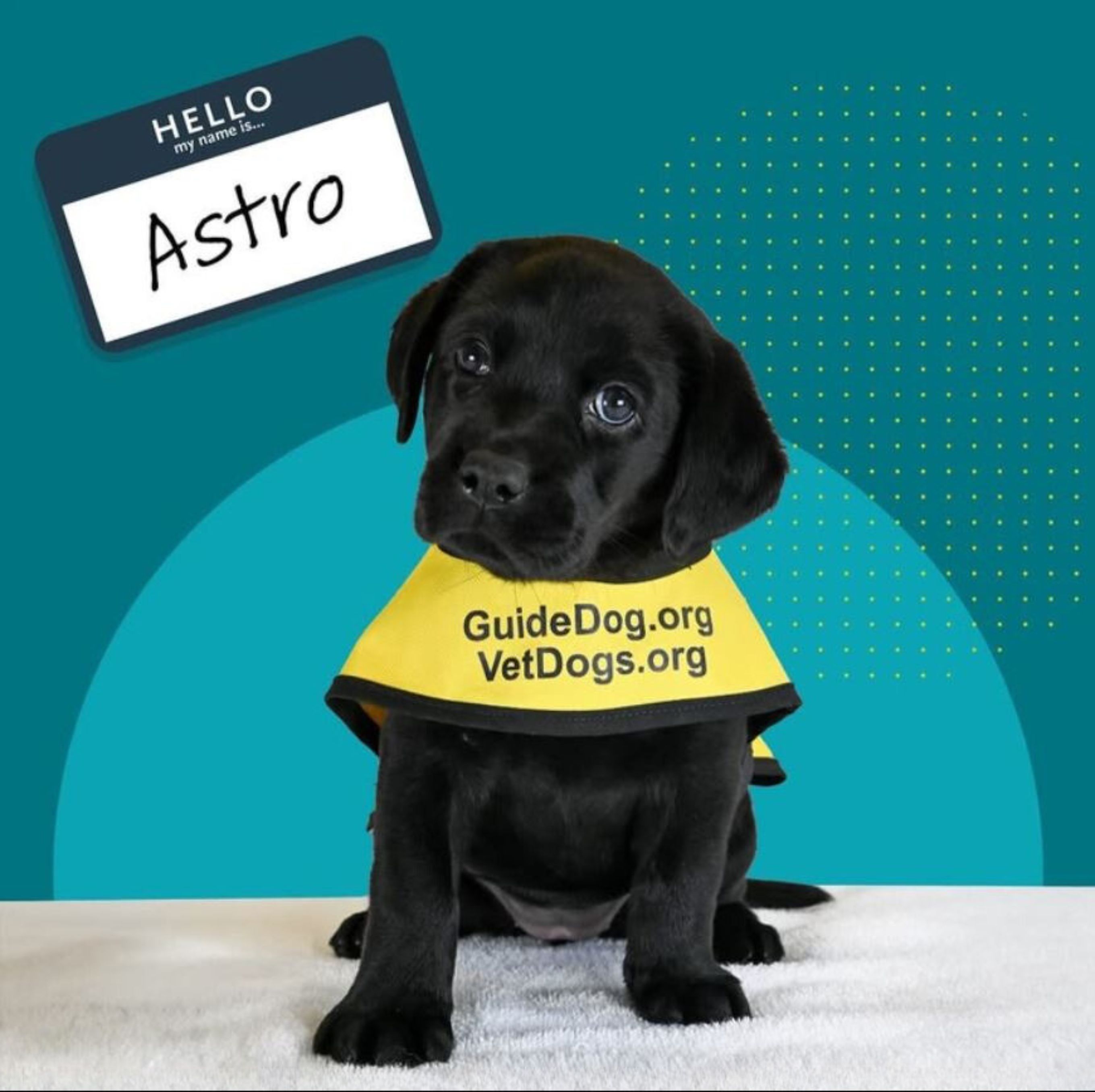 Meet Astro - Booz Allen and America's VetDogs Puppy with a Purpose! 