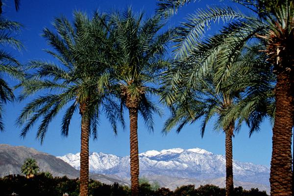 Forget the fake video conference call backdrops. For a change of shelter-in-place scenery, consider taking a mid-week trip to Palm Springs and work from one of more than 70 uncommonly beautiful Palm Springs Preferred Small Hotels.   Photo Credit: visitpalmsprings.com