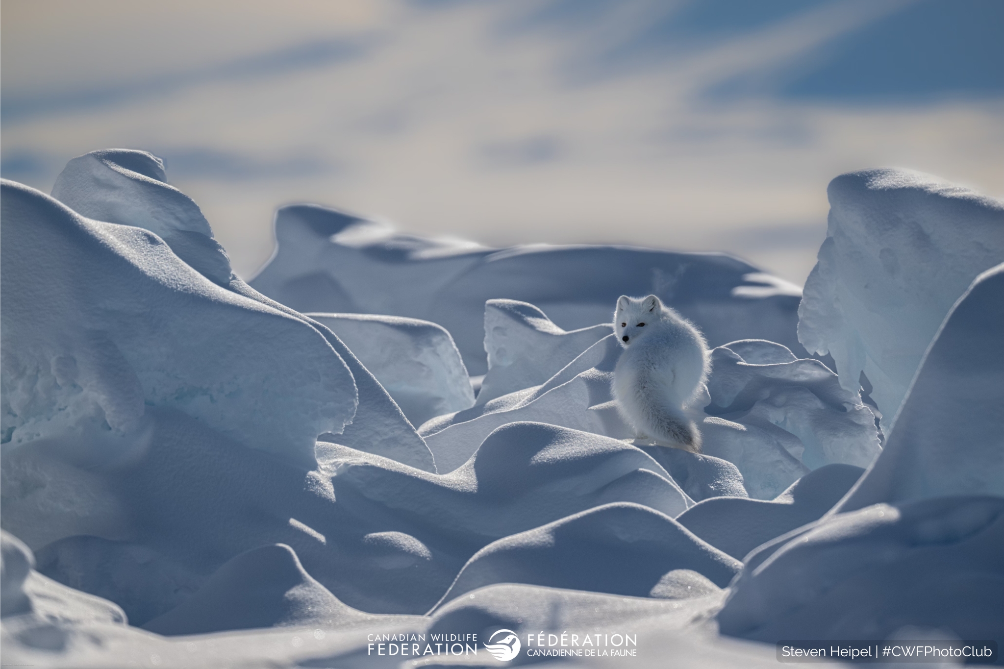 Un dernier regard de Steven Heipel, Toronto (Ontario). Le concours de photographie ? Reflets de la nature ? de la FCF met en valeur ce qui a de plus b