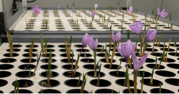 Crocus Sativus (Saffron) Flowers growing in Saffon Tech facilities in vertical farming.